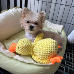 Small Medium Luxury Dogs' Chew Toy Hot-Selling Squeaky Plush Duck Durable Eco-Friendly Bedtime Companion for Daily Use,U-ME PET LUV,Squeaky Chew-Proof Duck Buddy - Plush Dog Toy for or Small & Medium & Large Dogs