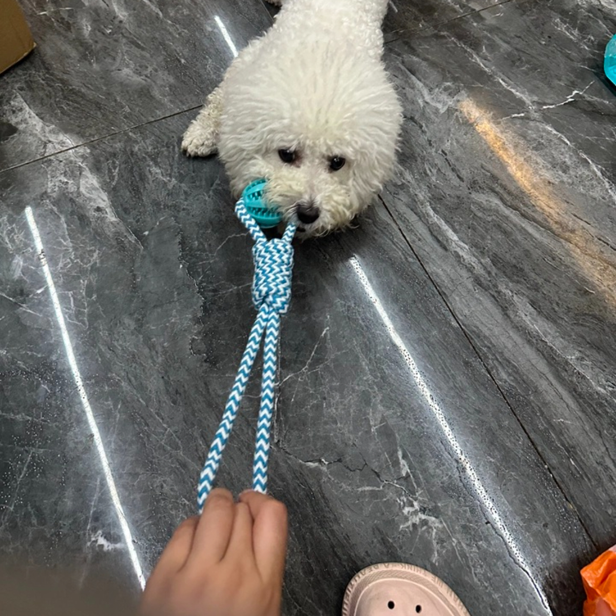 Interactive Watermelon Rope Toy Tear-Resistant Dental Chewer for Large Breed Aggressive Chewers Daily Use,U-ME PET LUV,ses engineering terminology ("tensile strength", "biofilm formation")