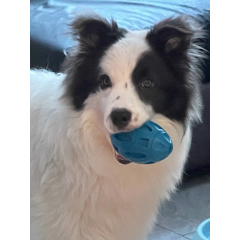 Cartoon Fashion Squeaky TPR Olive Dog Chew Toy Durable Bite-Resistant Ball for Daily Use for Teething Puppies,U-ME PET LUV,TPR Squeaky Rugby Ball for Dogs - Tough Chew, Teeth Cleaning & Grinding Toy