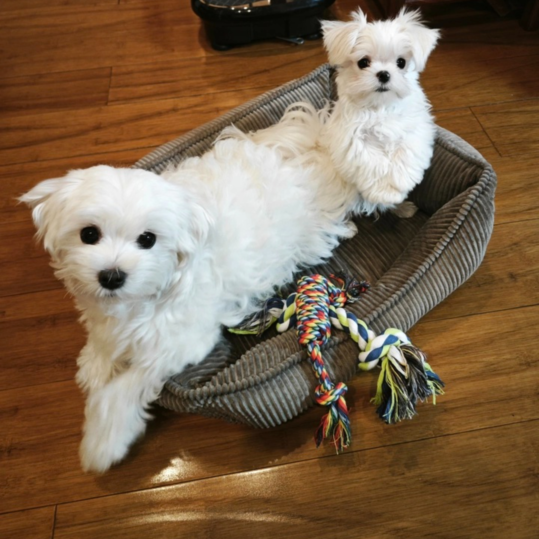 Durable Double Knot Cotton Rope Dog Chew Toy with Ball Fashionable Pet Chewing Toy for Aggressive Chewers Daily Use,U-ME PET LUV,Dog Rope Knot Chew Ball – Pull-Style Dual-Knot Cotton Toy