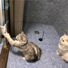 Wholesale Interactive Pet Toys PVC PP Material Cartoony Sucker Feather Stick Squeaky Sound for Cats Dogs Daily Use,U-ME PET LUV,Hands-Free Window Feather Teaser with Suction Base - Self-Entertaining Cat Toy