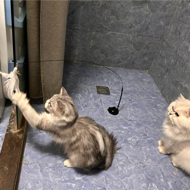 Wholesale Interactive Pet Toys PVC PP Material Cartoony Sucker Feather Stick Squeaky Sound for Cats Dogs Daily Use,U-ME PET LUV,Hands-Free Window Feather Teaser with Suction Base - Self-Entertaining Cat Toy