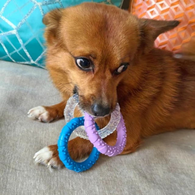Tri-Color Interactive Chew-Proof Dog Chewer Ring - Durable Playtime Toy,U-ME PET LUV,Tri-Color Chew-Proof Dog Chewer Ring - Durable Playtime Toy