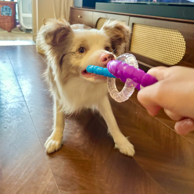 Tri-Color Interactive Chew-Proof Dog Chewer Ring - Durable Playtime Toy,U-ME PET LUV,Tri-Color Chew-Proof Dog Chewer Ring - Durable Playtime Toy