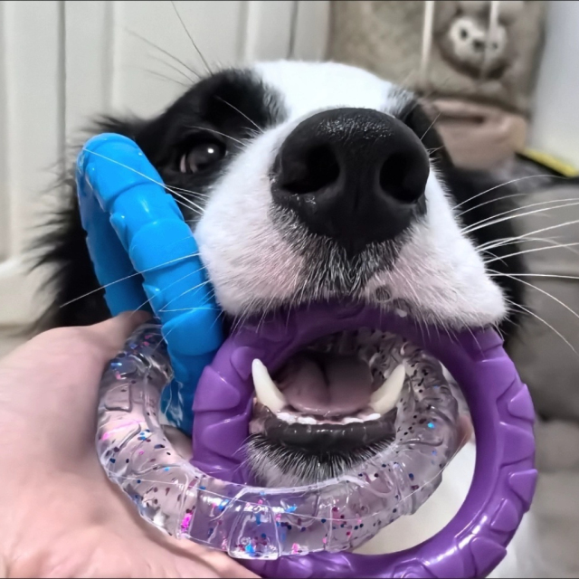 Tri-Color Interactive Chew-Proof Dog Chewer Ring - Durable Playtime Toy,U-ME PET LUV,Tri-Color Chew-Proof Dog Chewer Ring - Durable Playtime Toy