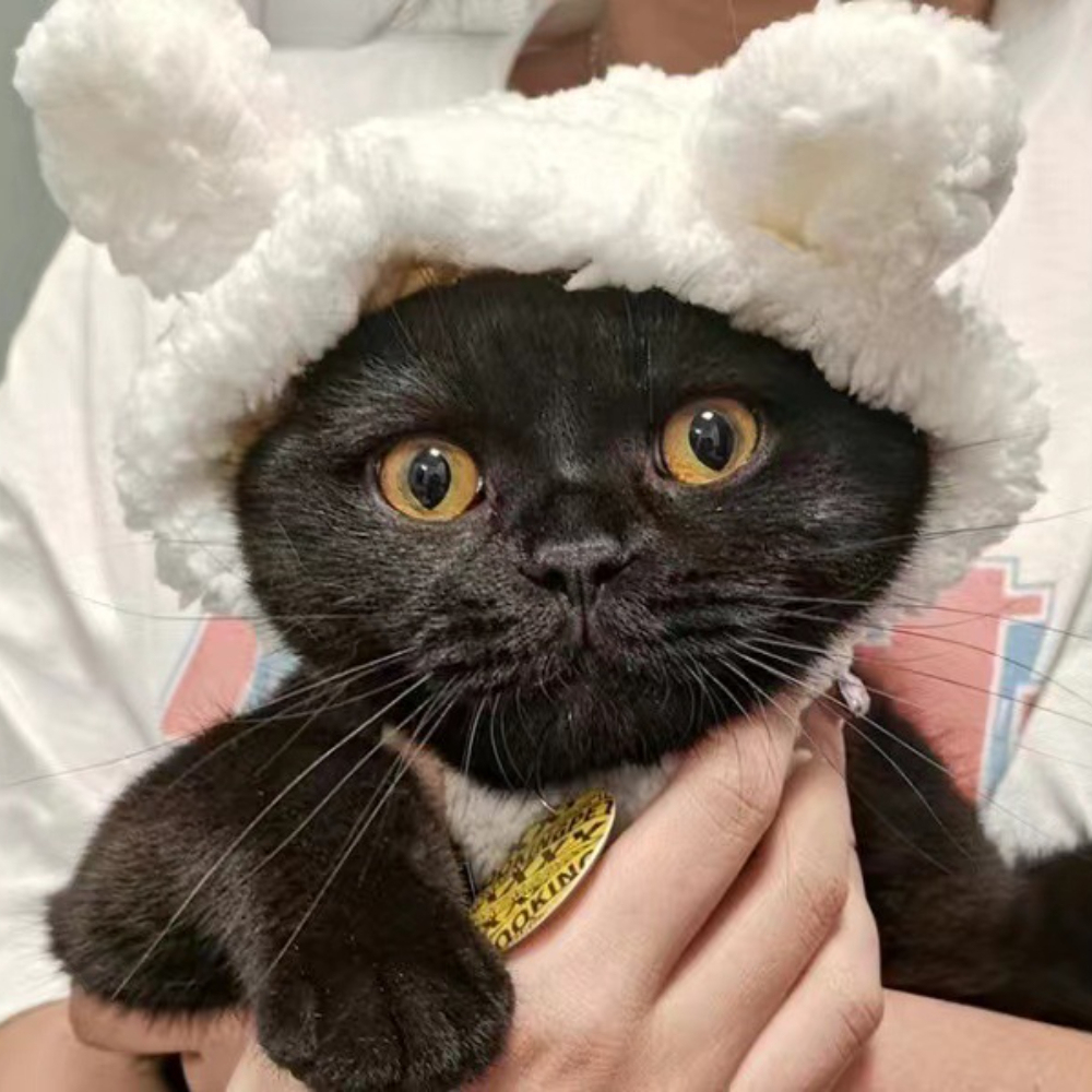 Cute Bear Shape Pet Hat New Release Winter Hair Accessory for Dogs Cats Cotton Polyester Cute Design for Winter and Fall,U-ME PET LUV,Large Bear Shape Pet Hat New Release Winter Hair Accessory for Dogs Cats Cotton Polyester Cute Design for Summer Spring