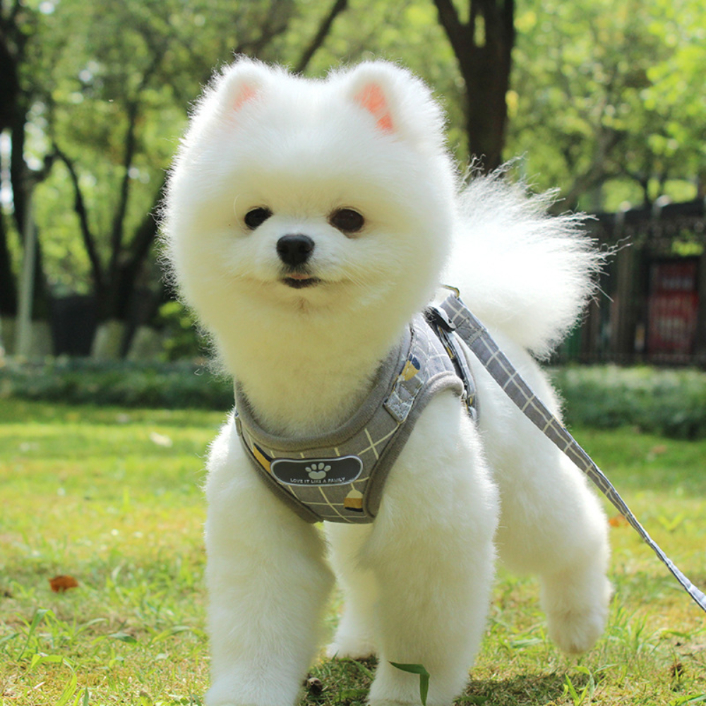 Wholesale Solid Striped Pattern Pet Vest Dog Cat Harness with Breathable Fashion Style Reflective Anti-Break Button Closure Cat Leash for Dog and Cat,U-ME PET LUV,Wholesale Solid Striped Pattern Pet Vest with Breathable Fashion Style Reflective Anti-Break Button Closure Cat Leash for Dog and Cat