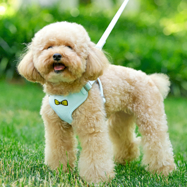 Wholesale Breathable Reflective Anti-Pull Mesh Pet Vest Harness Fashion for Small Medium Cats Dogs No Escape Dog Cat Harness,U-ME PET LUV,Wholesale Breathable Reflective Anti-Pull Mesh Pet Vest Harness Fashion for Small Medium Cats Dogs No Escape Dog Cat Harness