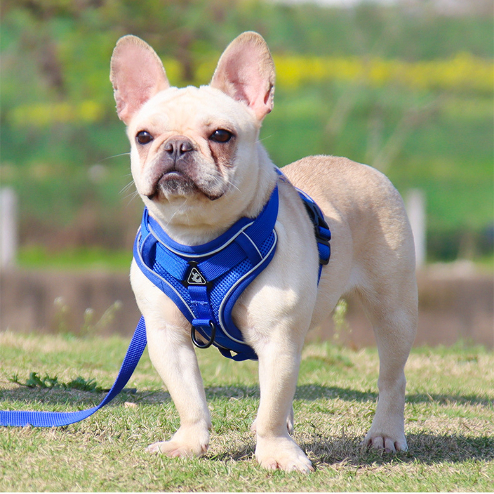 Wholesale Breathable Reflective Anti-Pull Mesh Pet Vest Harness Fashion for Small Medium Cats Dogs No Escape Dog Cat Harness,U-ME PET LUV,Wholesale Breathable Reflective Anti-Pull Mesh Pet Vest Harness Fashion for Small Medium Cats Dogs No Escape Dog Cat Harness