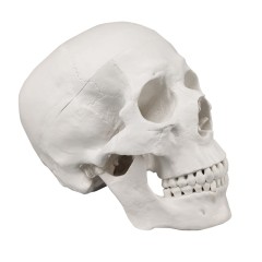 Life Size PVC Anatomy Skull 3D Model, White