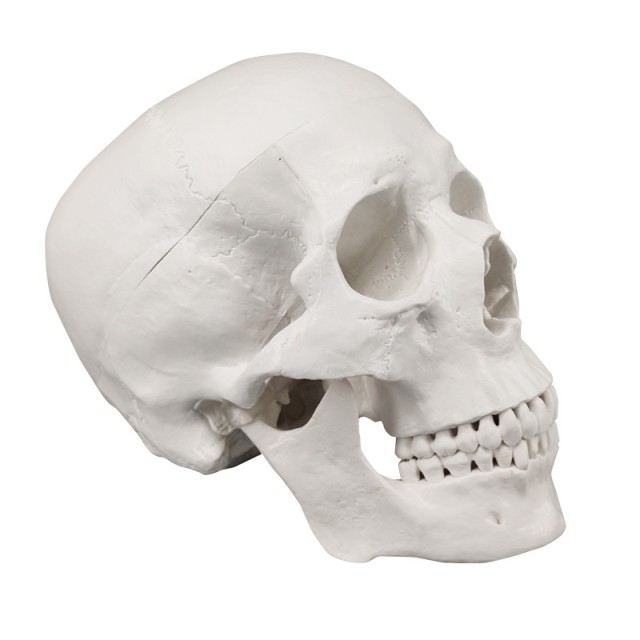 Life Size PVC Anatomy Skull 3D Model, White