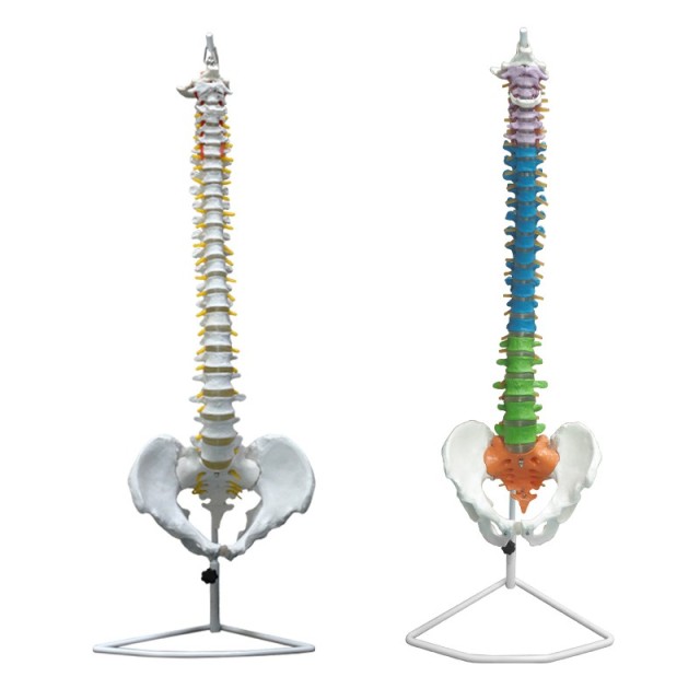 85cm Colored Human Spine Model with Pelvis for Education