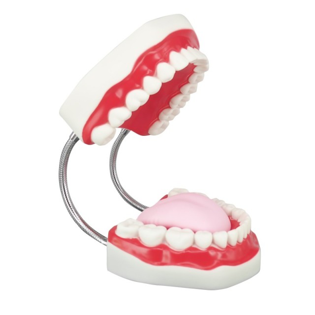 Dental Mouth Model with Movable Tongue for Education