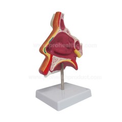 Nasal cavity model