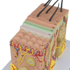 Human 3D Skin Model, Enlarged Anatomical Study Model