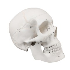 Human Skull Model Labeled, Life Size