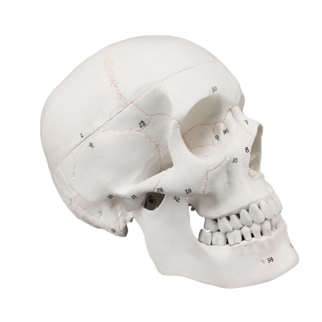 Human Skull Model Labeled, Life Size