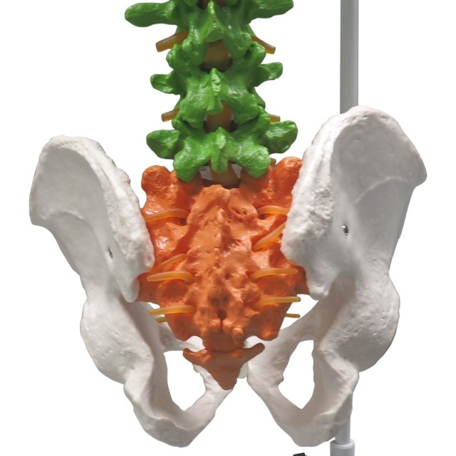 85cm Colored Human Spine Model with Pelvis for Education