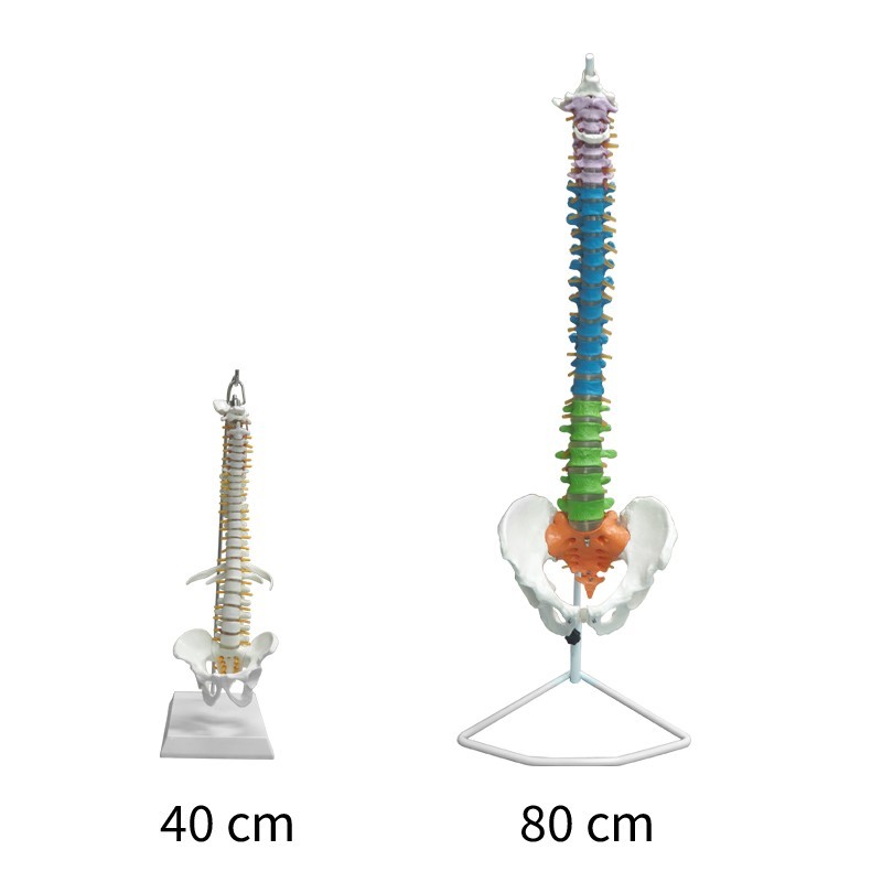 85cm Colored Human Spine Model with Pelvis for Education
