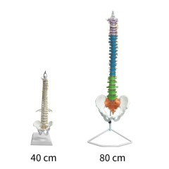 85cm Colored Human Spine Model with Pelvis for Education