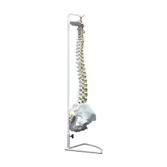 Highly Flexible Spine 3D Model for Teaching & Learning