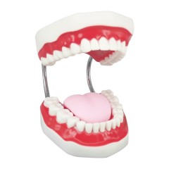 Deantal Mouth Model for Speech Therapy with Movable Tongue
