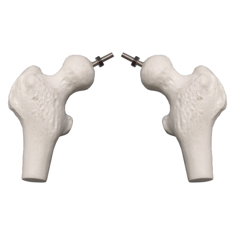 Didactic Flexible Human Spine Nerves Model with Removable Pelvis, 45cm