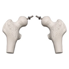 Didactic Flexible Human Spine Nerves Model with Removable Pelvis, 45cm