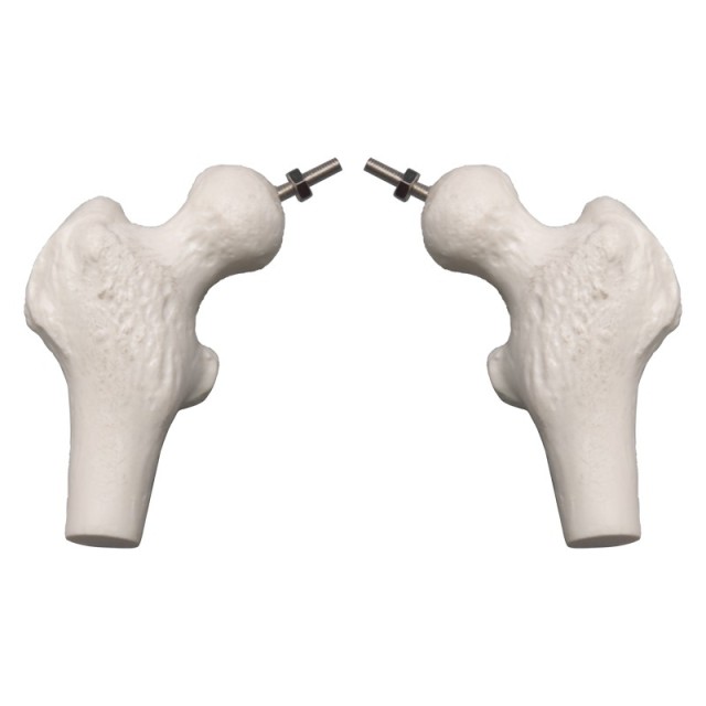 Didactic Flexible Human Spine Nerves Model with Removable Pelvis, 45cm