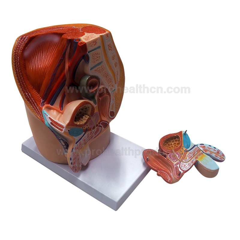 Pelvic Cavity Structural Model