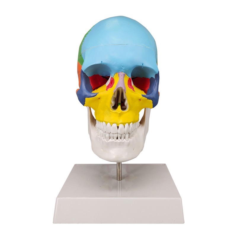 Osteopathic Skull Model with Cervical Vertebra Anatomical Educational Model, 1:1 Scale