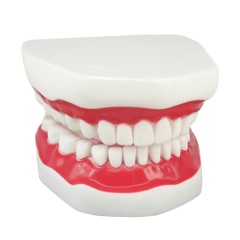 Dental Model Teeth for Speech Therapy
