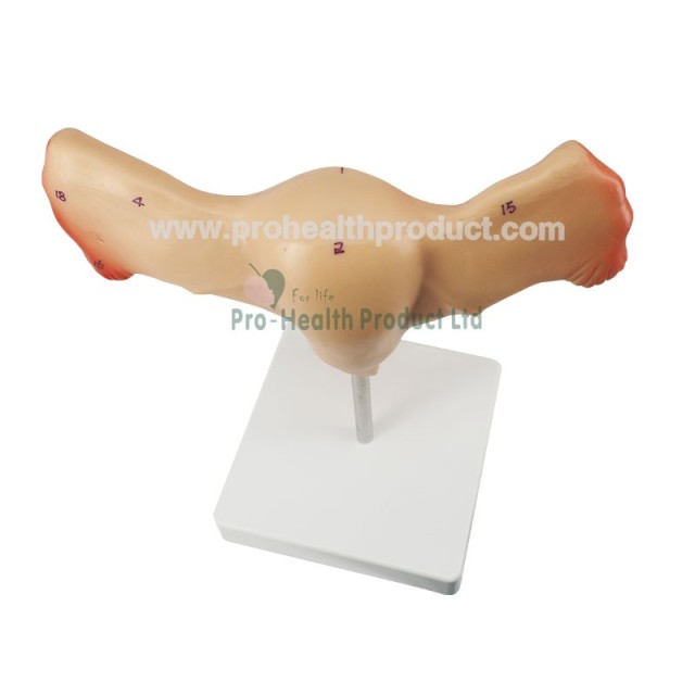 Back Details of Female Reproductive Model