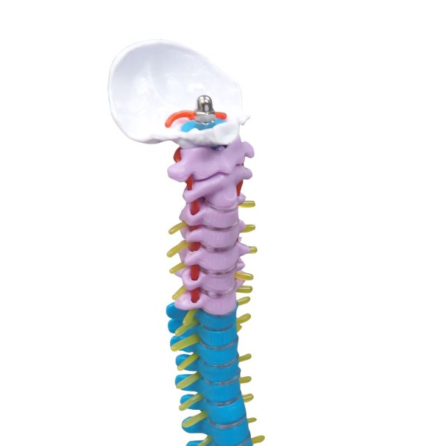 Colored Vertebrae Column Model with Disc Pelvis & Femur, 45cm
