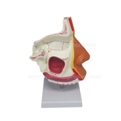 Nasal cavity model
