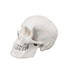 Human Skull Model Labeled, Life Size