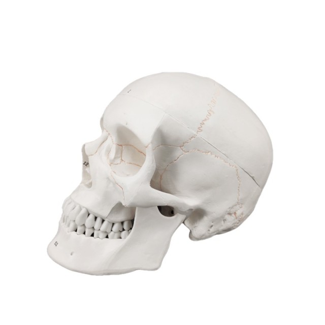 Human Skull Model Labeled, Life Size