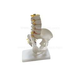 Sacrum and 5 Lumbar Vertebrae Column Model