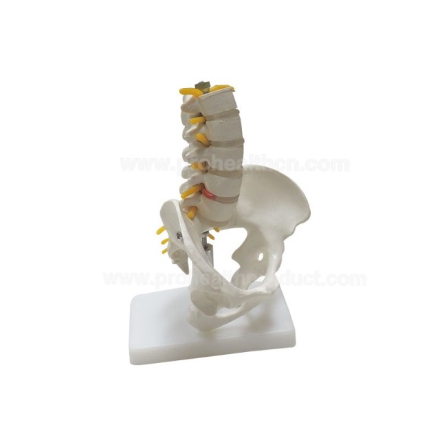 Sacrum and 5 Lumbar Vertebrae Column Model