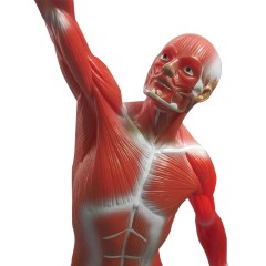 Human muscle display model