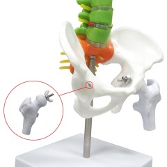 Colored Vertebrae Column Model with Disc Pelvis & Femur, 45cm