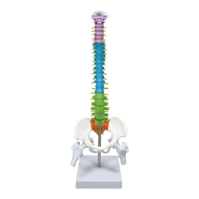 Colored Vertebrae Column Model with Disc Pelvis & Femur, 45cm