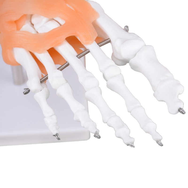 Right Foot Skeleton Model with Ligaments & Tibia & Fibula