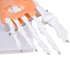 Right Foot Skeleton Model with Ligaments & Tibia & Fibula