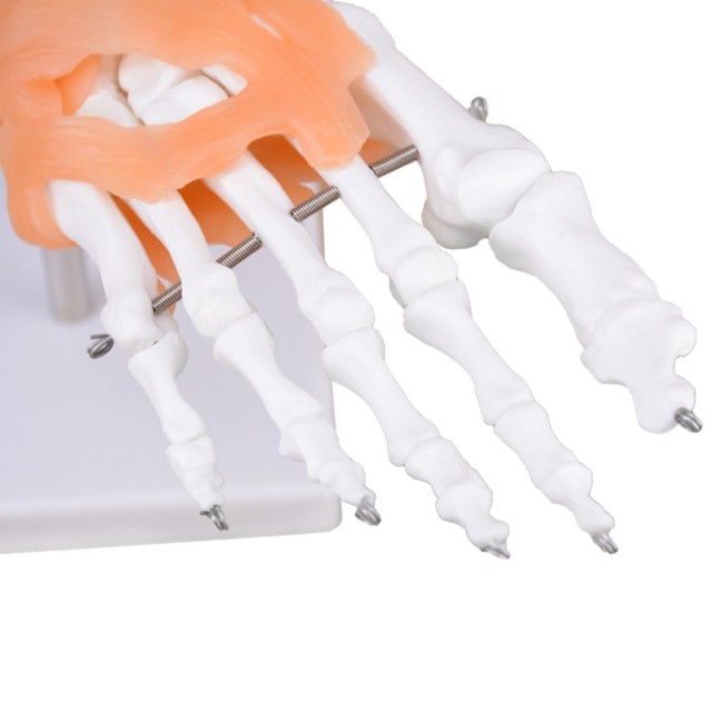 Right Foot Skeleton Model with Ligaments & Tibia & Fibula