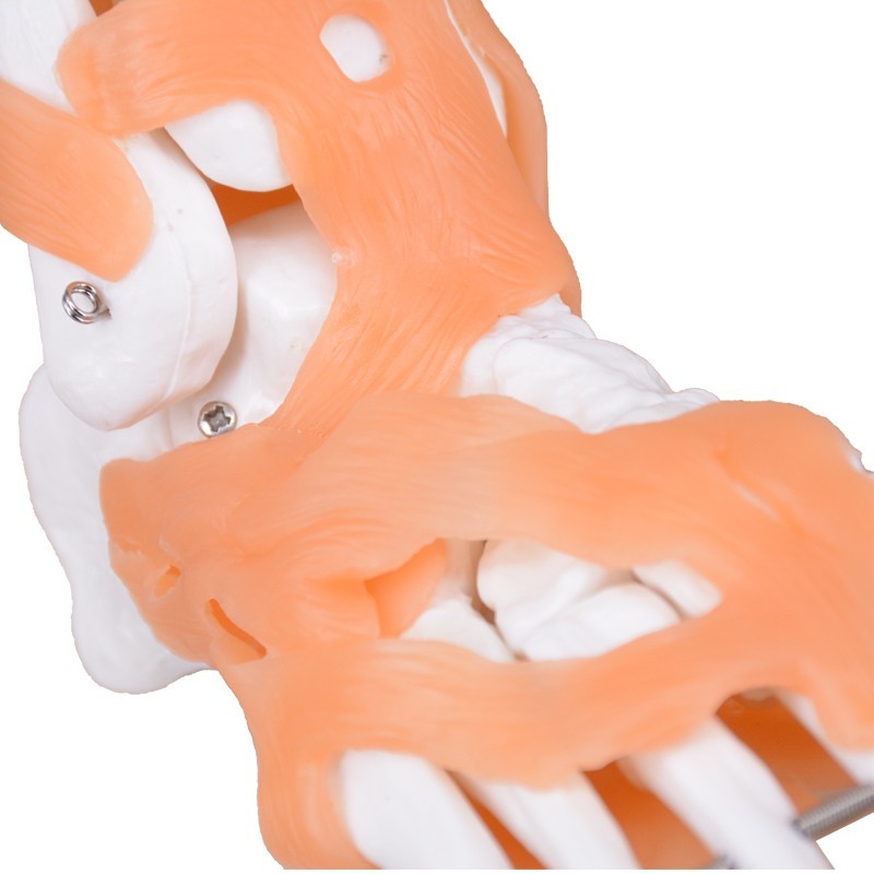 Right Foot Skeleton Model with Ligaments & Tibia & Fibula