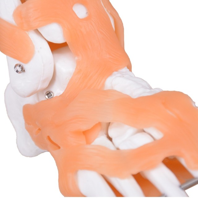 Right Foot Skeleton Model with Ligaments & Tibia & Fibula