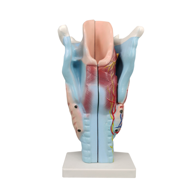 Magnified Human Larynx Model, 3X Life-Size, 3 Parts