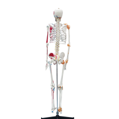 Full Skeleton Model 180cm with Colored Ligaments, Nerve, Stand