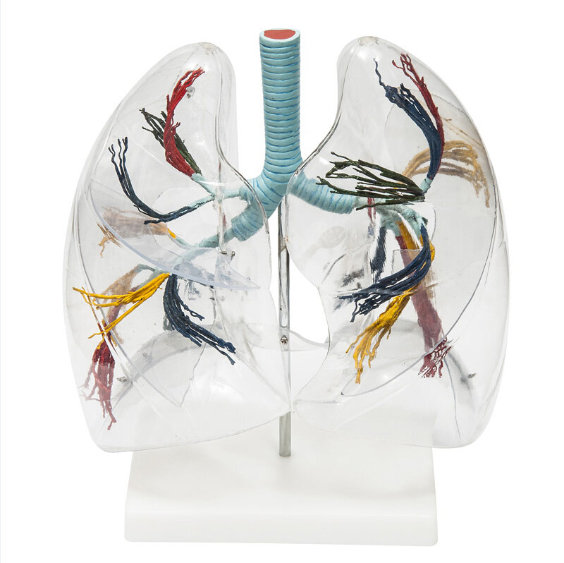 Transparent Human Lung Segments Model with Bronchial Tree for Medical ...